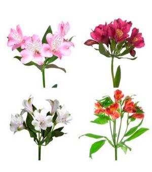 Alstroemeria Colombia Perfection