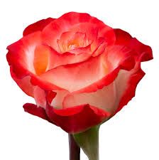 Rosa Cabaret Extra naranja con tonos rojos – 40 cm | Ecuador