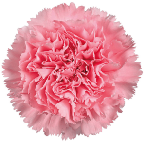Clavel Standard rosa – Colombia
