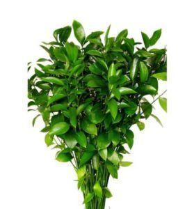 Ruscus