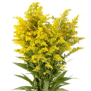 Solidago