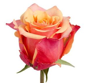 Rosa 3D Extra naranja – 40 cm | Ecuador