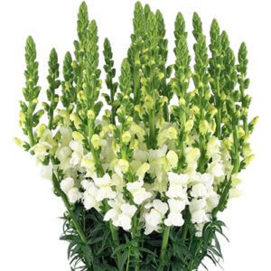 Antirrhinum Blanco Nacional – 10 tallos