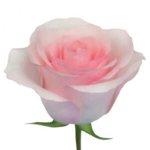 Rosa Chrysta Extra rosa – 40 cm | Ecuador