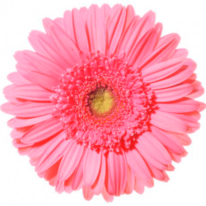 Gerbera Rosa Claro Nacional