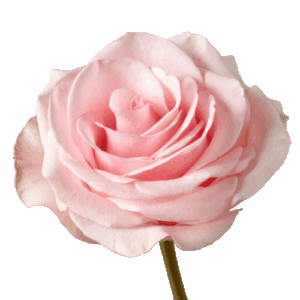 Rosa Novia Extra 50 cm
