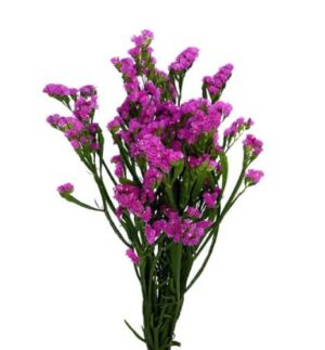 Statice Nac. Fucsia