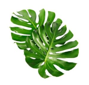 Monstera