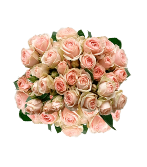 Rosa Spray Crema