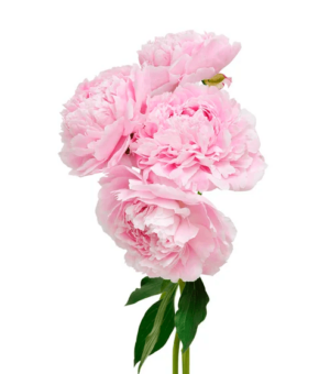 Peonía rosa de Holanda