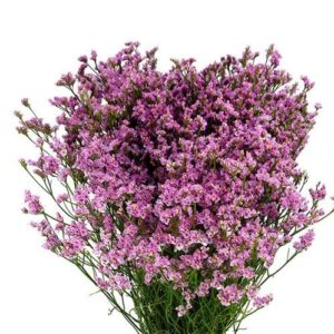 Limonium rosa