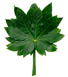 Hoja De Aralia