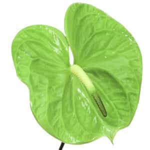 Anthurium Verde x16