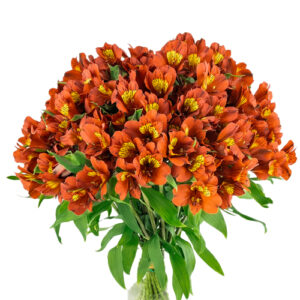Alstroemeria Naranja