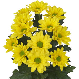 Crisantemo Bacardi Celebrate Yellow