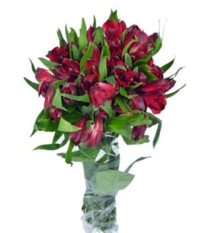 Alstroemeria Roja Nacional