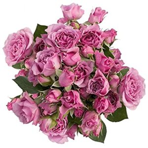 Rosa Spray Lavander 50 cm
