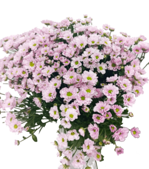 Crisantemo Santini Rosa