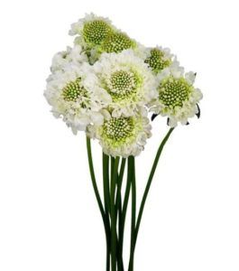 Scabiosa Nac. Blanca