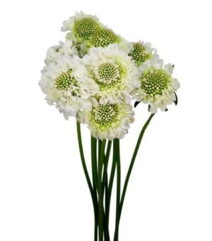 Scabiosa Nac. Blanca