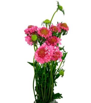 Scabiosa Rosa