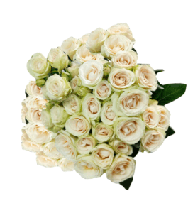 Rosa Spray Blanca Colombiana