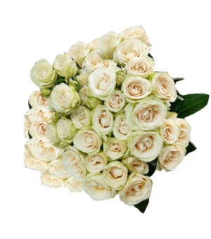 Rosa Spray Blanca Colombiana
