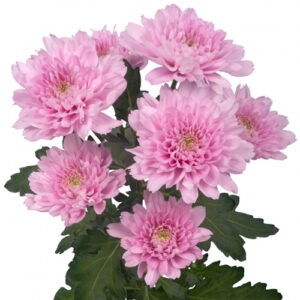 Crisantemo Euro rosa – 70 cm | Origen nacional