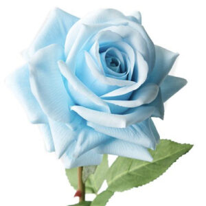 Rosa tinturada celeste