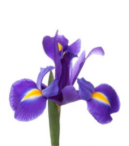 Iris Azul Extra Nac.