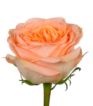 Rosa Country Home Extra crema – 50 cm | Ecuador