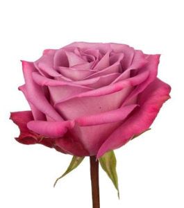 Rosa Moody Blues Extra 50 cm
