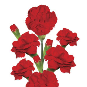 Clavel Mini Rojo España