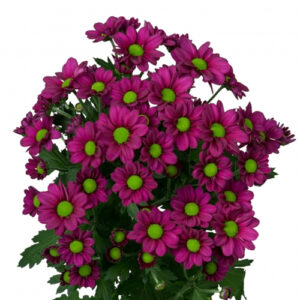 Crisantemo Bacardi Fucsia