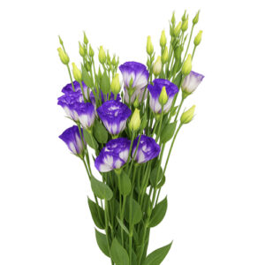 LISIANTHUS BLANCO MORADO