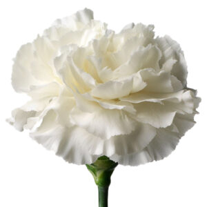 Clavel Blanco Nacional