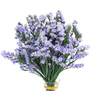 Statice Nac. Lavanda