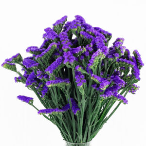 Statice Morado Nac.