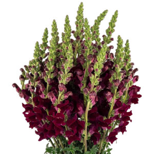 Antirrihinum Rojo Nacional – 10 tallos
