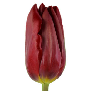 Tulipán Strong Love Rojo