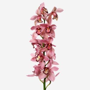 Cymbidium Rosa