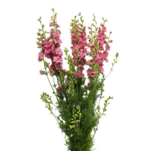 Delphinium Rosa