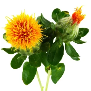 Cartamo Flor