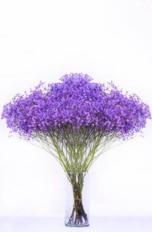 Gypsophila XLence Tintada Rosa Malva
