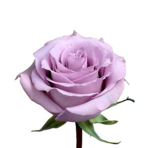 Rosa Ocean Song Extra 50 cm