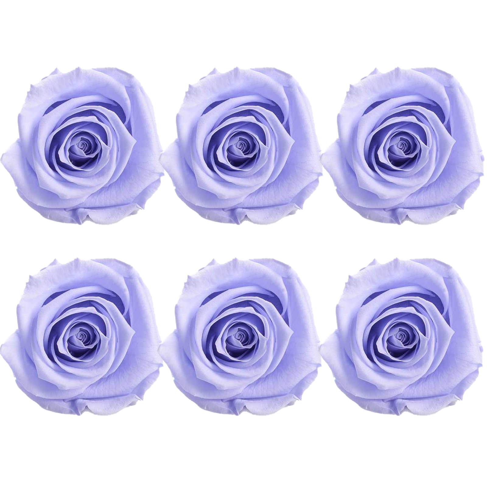 Rosa Preservada de Botón Kiara Lavanda - Imagen 3