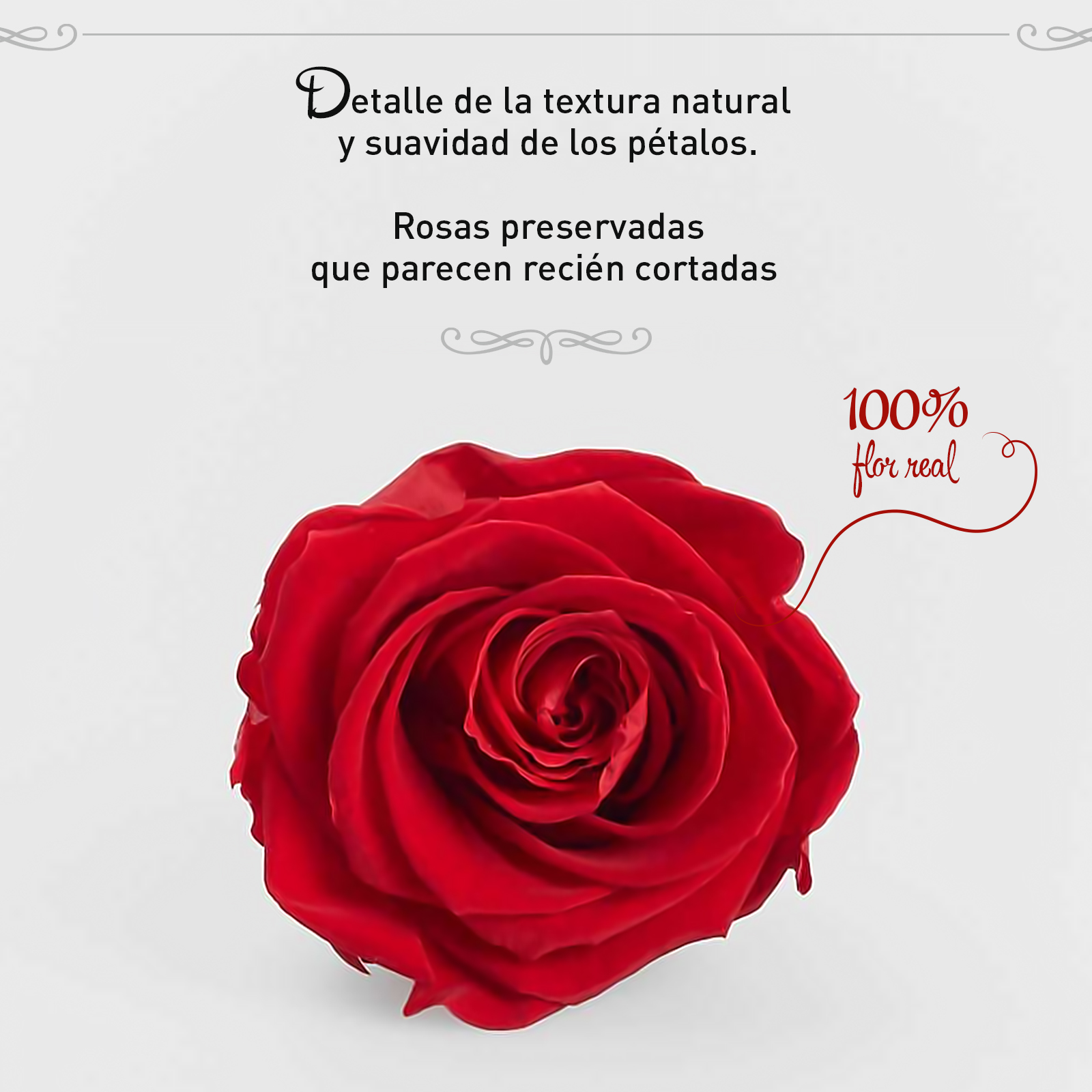 Rosa Preservada de Botón Kiara Rojo - Imagen 2