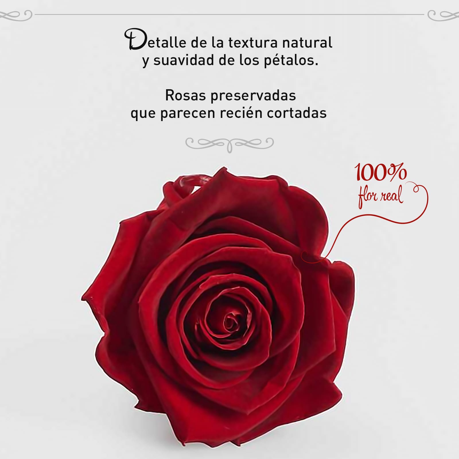 Rosa Preservada de Botón Kiara Rojo Sangre - Imagen 2