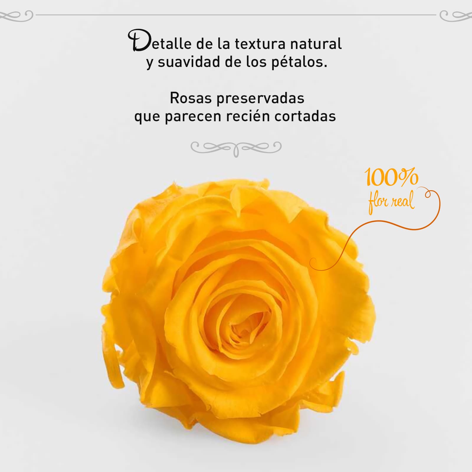 Rosa Preservada de Botón Kiara Amarillo - Imagen 2