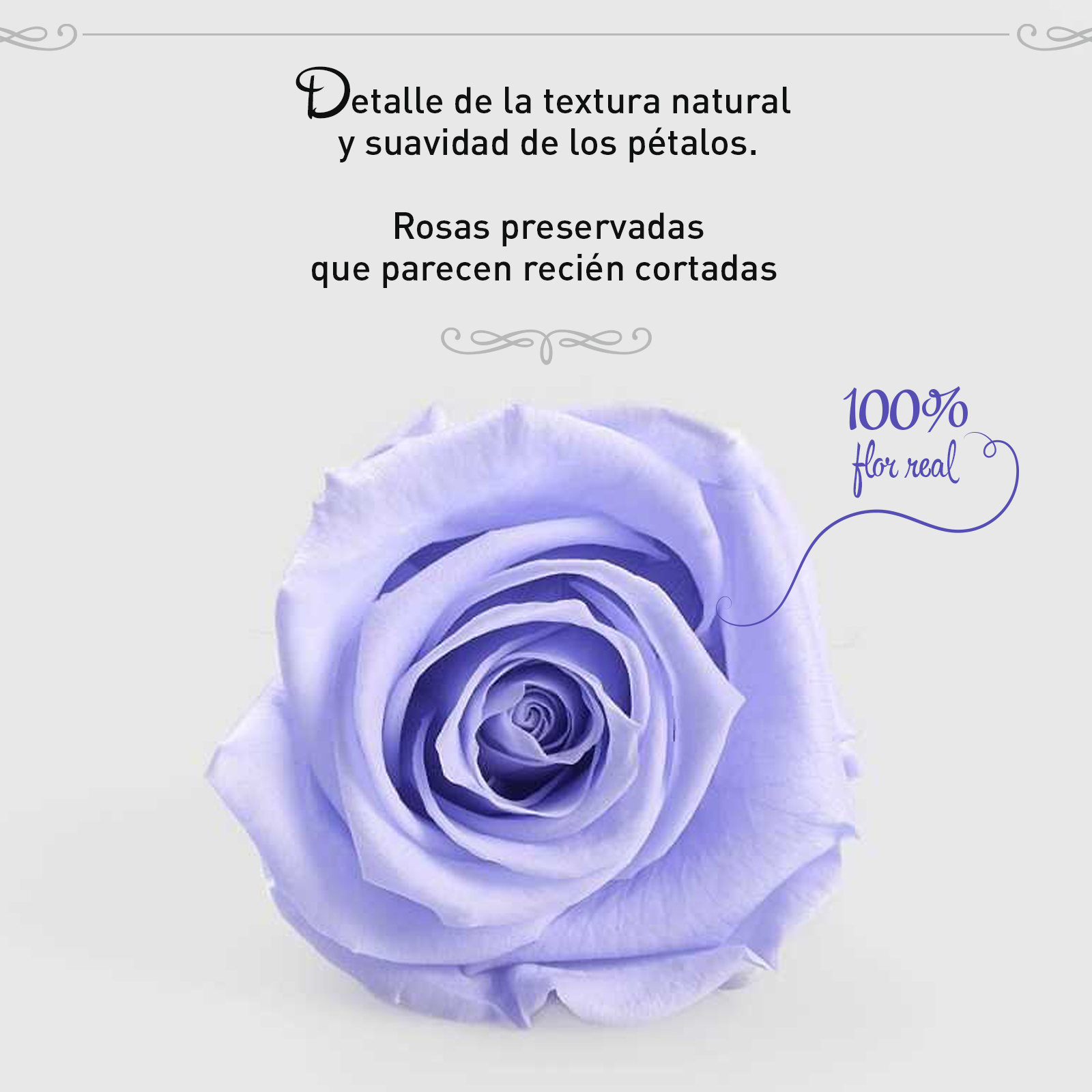 Rosa Preservada de Botón Kiara Lavanda - Imagen 4
